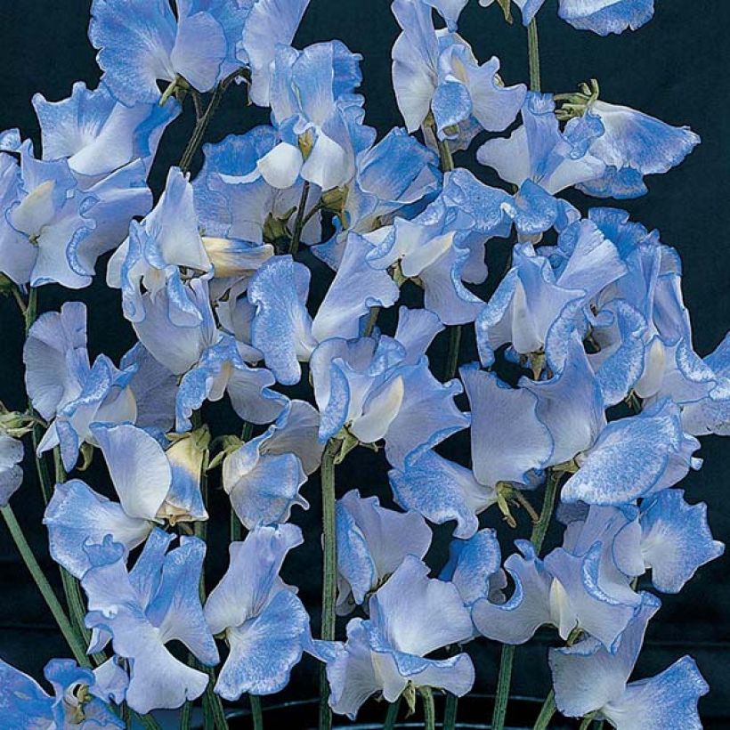 Graines de Pois de Senteur Blue Ripple - Lathyrus odoratus (Floraison)