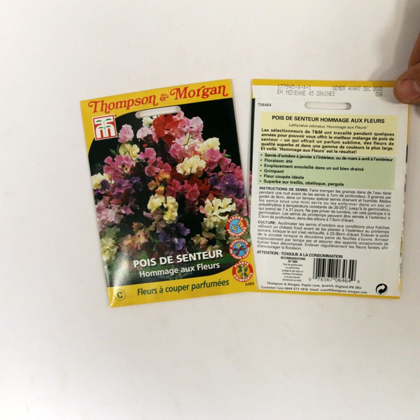 Exemple de spécimen de Graines de Pois de Senteur Hommage aux Fleurs - Lathyrus odoratus  Graines tel que livré