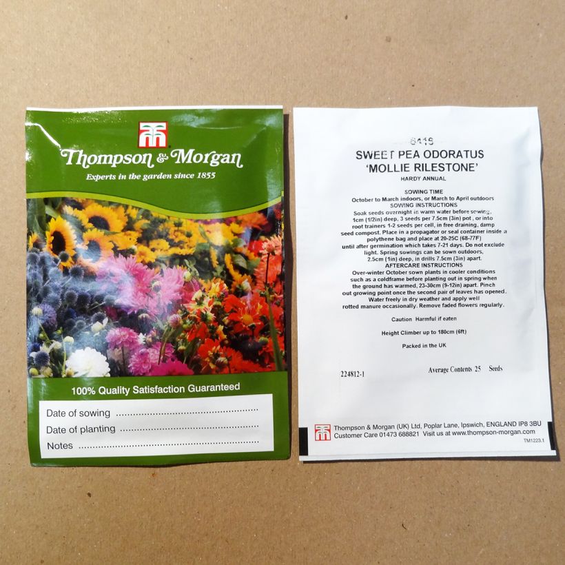 Exemple de spécimen de Graines de Pois de Senteur Mollie Rilstone - Lathyrus odoratus  Graines tel que livré