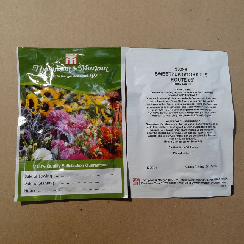 Exemple de spécimen de Graines de Pois de Senteur Route 66 - Lathyrus odoratus  Graines tel que livré