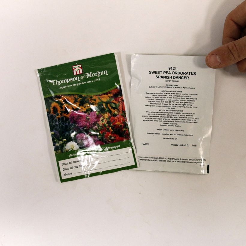 Exemple de spécimen de Graines de Pois de Senteur Spanish Dancer - Lathyrus odoratus Graines tel que livré