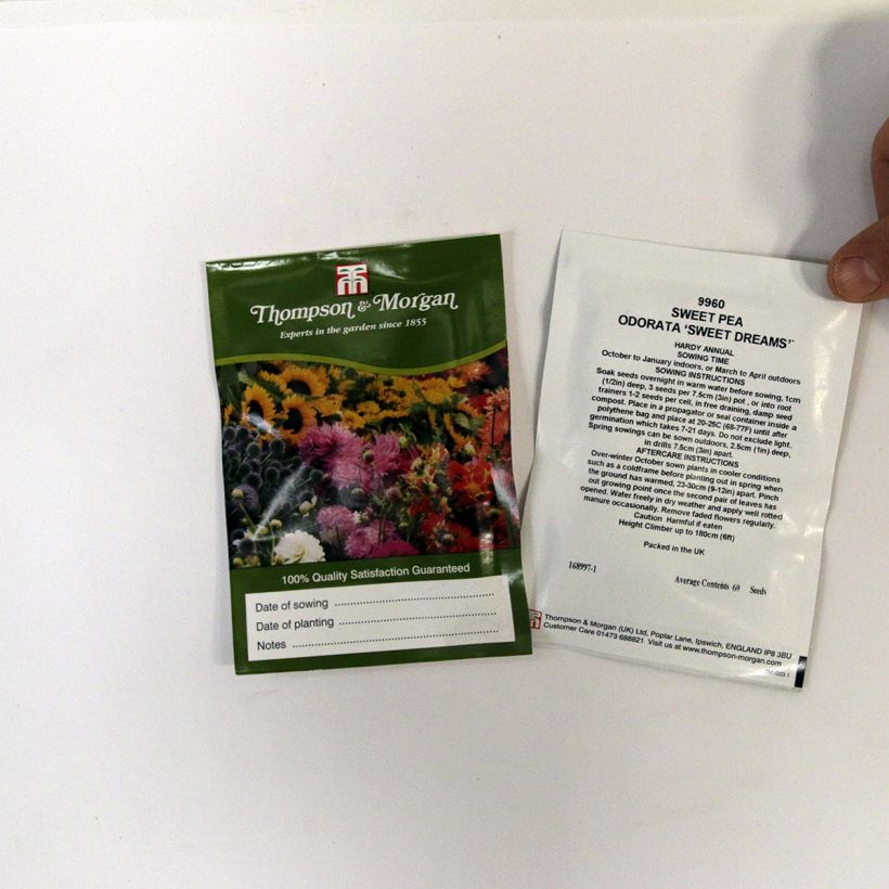 Exemple de spécimen de Graines de Pois de Senteur Sweet Dreams en Mélange - Lathyrus odoratus tel que livré