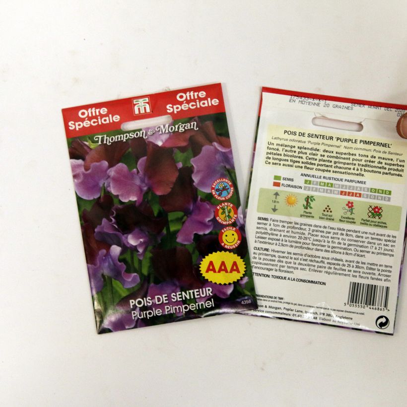 Exemple de spécimen de Graines de Pois de senteur Bicolour Purple Pimpernel - Lathyrus odoratus tel que livré