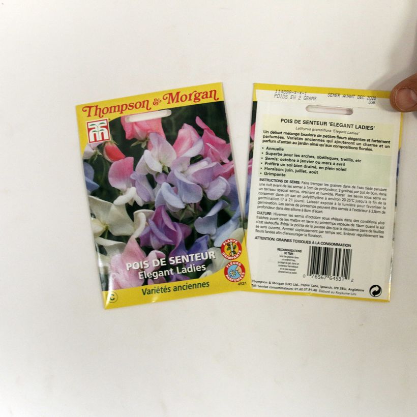 Exemple de spécimen de Graines de Pois de senteur Elegant Ladies - Lathyrus odoratus Graines tel que livré