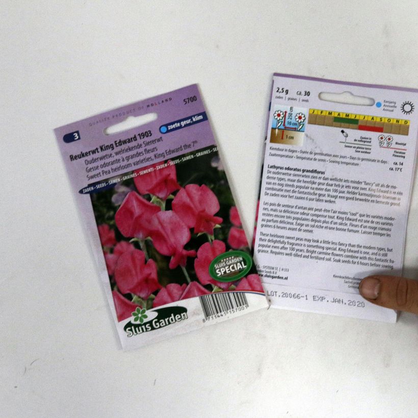 Exemple de spécimen de Graines de Pois de senteur King Edward VII - Lathyrus odoratus  Graines tel que livré