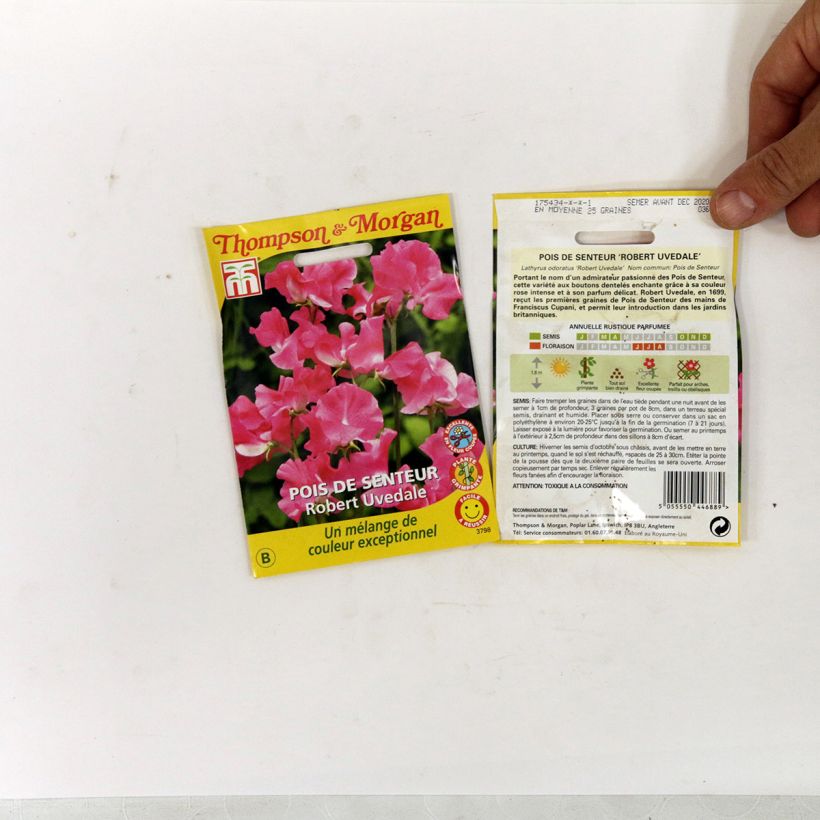 Exemple de spécimen de Graines de Pois de senteur Robert Uvedale - Lathyrus odoratus  le sachet de 25 graines tel que livré