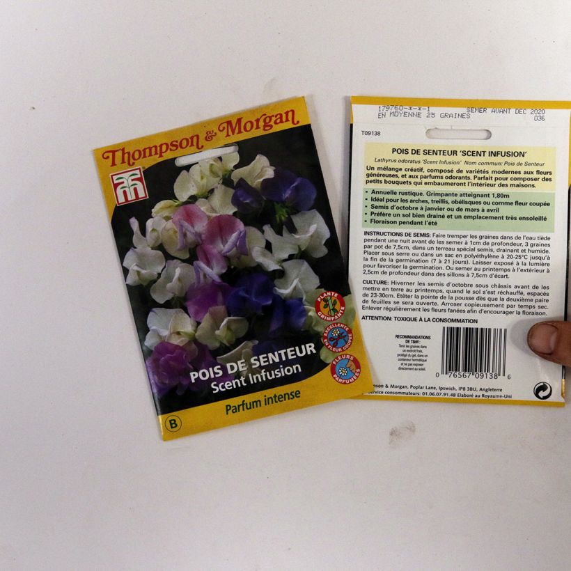 Exemple de spécimen de Graines de Pois de senteur Scent Infusion - Lathyrus odoratus  Graines tel que livré