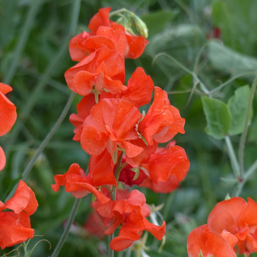 Graines de Pois de senteur Spring Sunshine Orange - Lathyrus odoratus (Floraison)