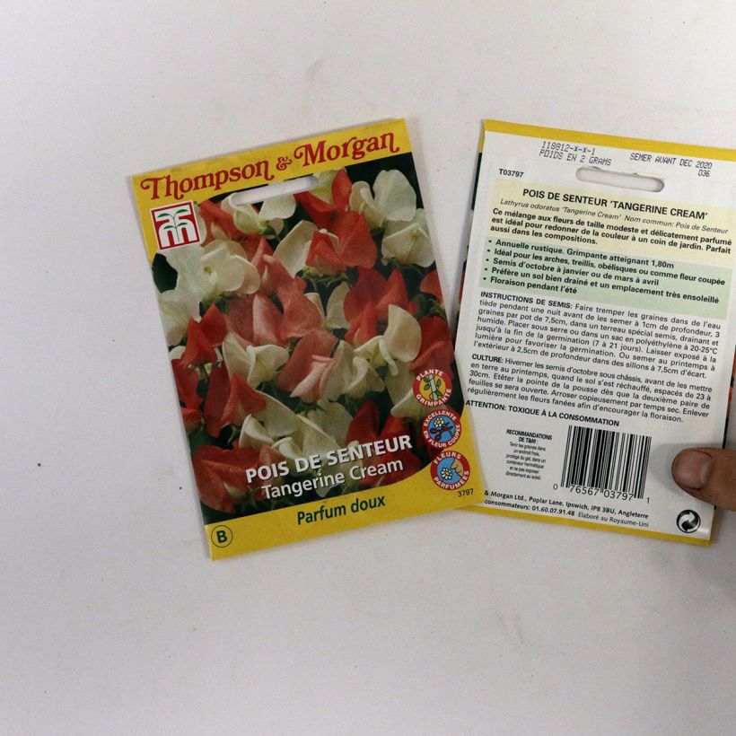 Exemple de spécimen de Graines de Pois de senteur Tangerine Cream - Lathyrus odoratus  le sachet de 25 graines tel que livré