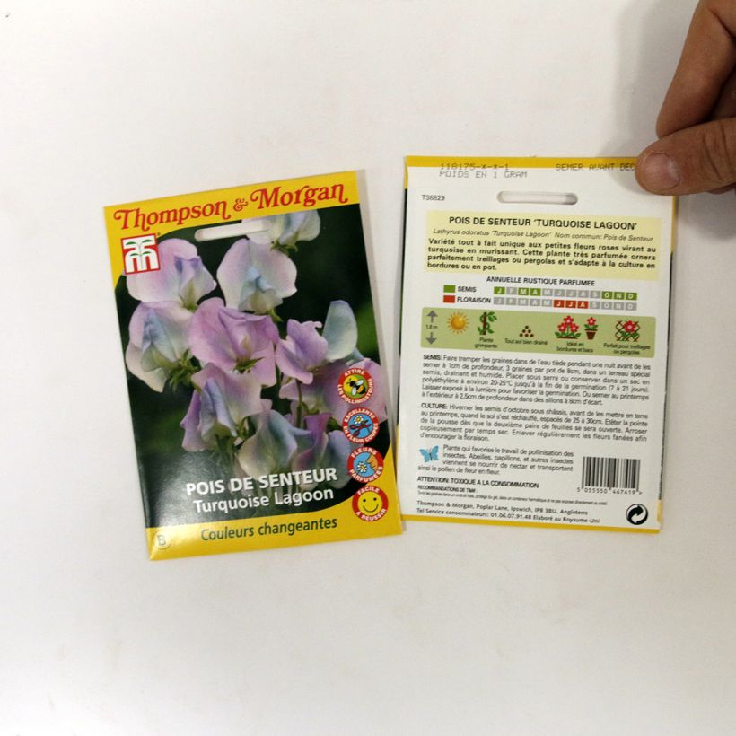 Exemple de spécimen de Graines de Pois de senteur Turquoise Lagoon - Lathyrus odoratus  le sachet de 25 graines tel que livré