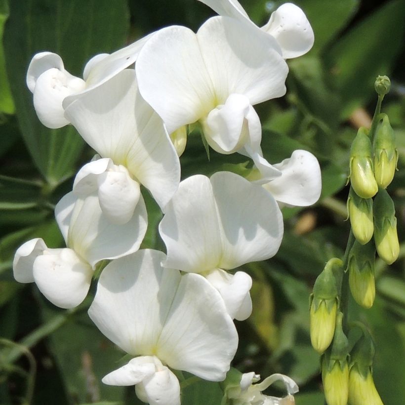 Graines de Pois de senteur White Pearl -  Lathyrus latifolius (Floraison)