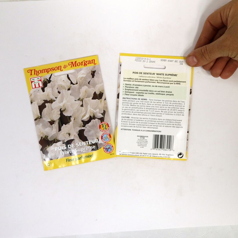 Exemple de spécimen de Graines de Pois de senteur White Suprême - Lathyrus odoratus  Graines tel que livré