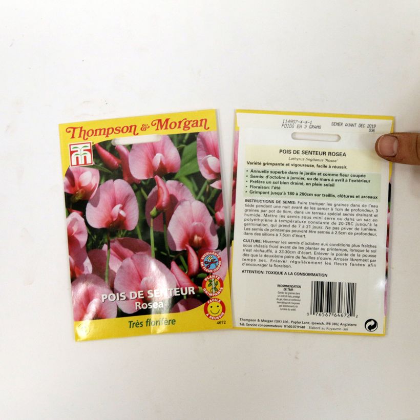 Exemple de spécimen de Graines de Pois de senteur rose des Canaries - Lathyrus tingitanus Rosea tel que livré