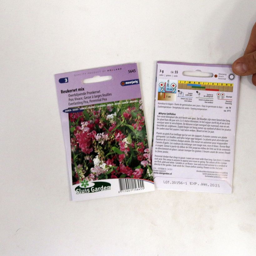Spécimen de Graines de Pois de senteur vivace - Lathyrus latifolius tel que livré en printemps