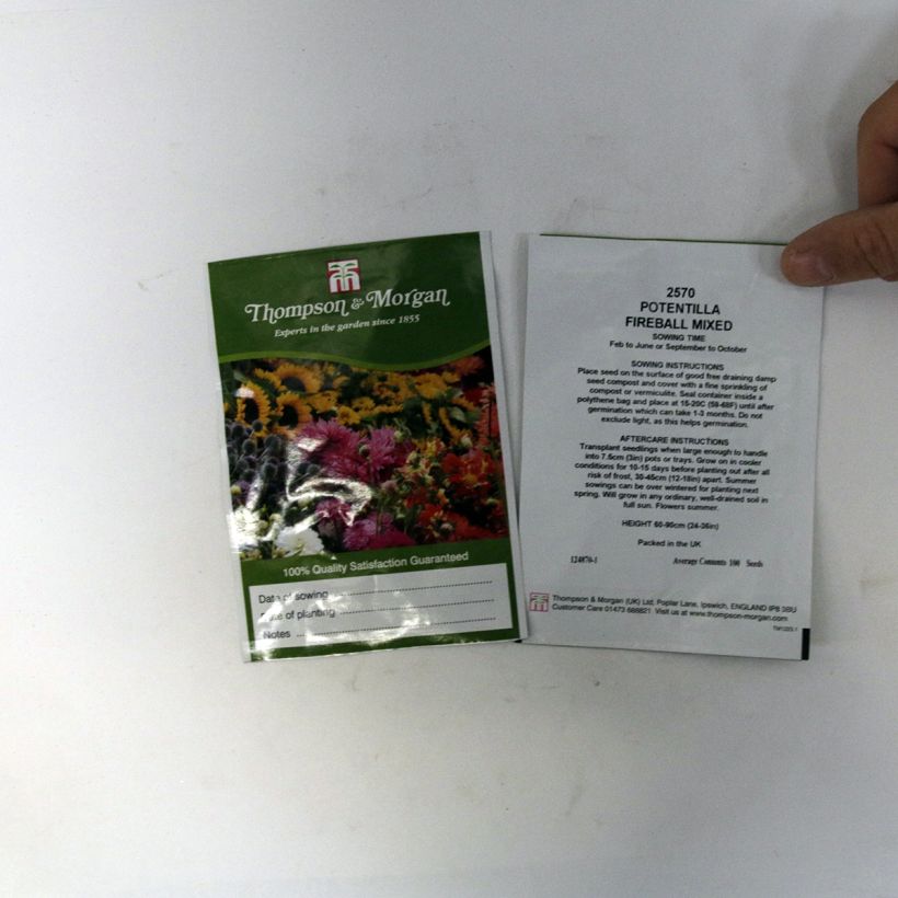 Exemple de spécimen de Graines de Potentilla atrosanguinea Fireball Mixed - Potentille vivace en mélange Graines tel que livré