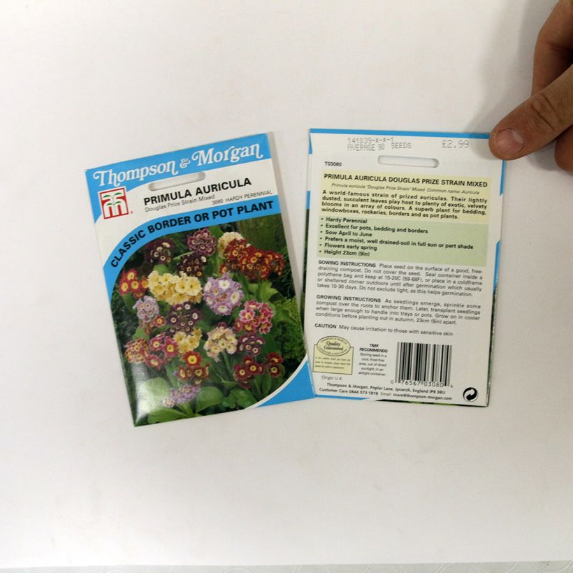 Exemple de spécimen de Graines de Primevères Oreille-d’Ours en mélange - Primula auricula Douglas Prize Mix Graines tel que livré