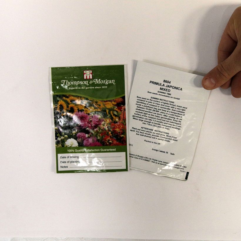 Exemple de spécimen de Graines de Primula japonica Mixed - Primevère du Japon en mélange tel que livré