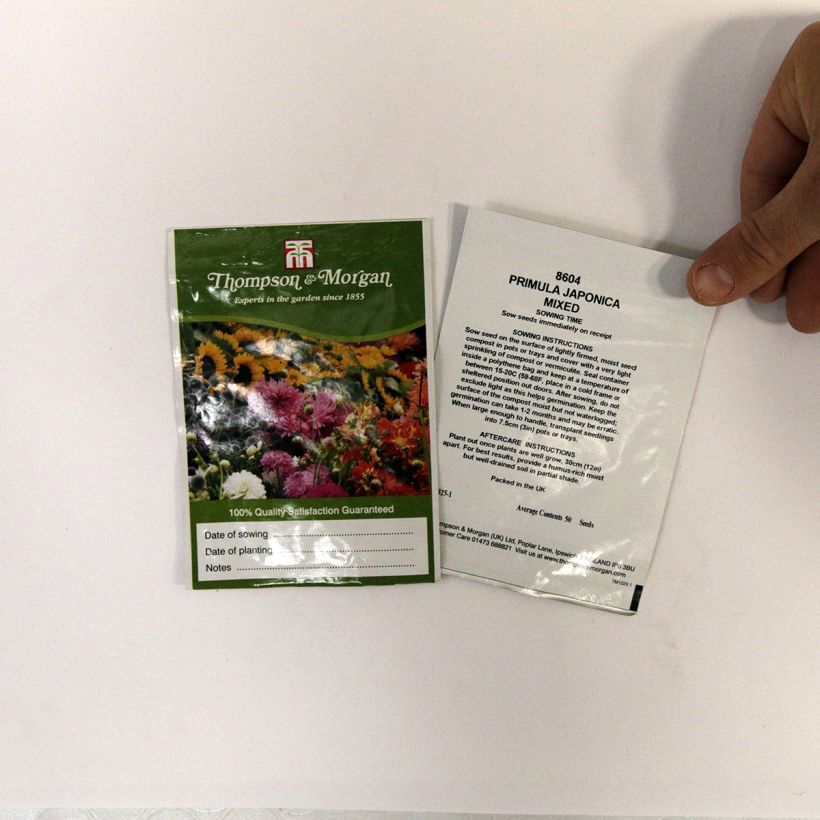Exemple de spécimen de Graines de Primula japonica Mixed - Primevère du Japon en mélange Graines tel que livré