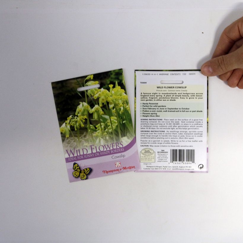Exemple de spécimen de Graines de Primula veris - Primevère officinale tel que livré