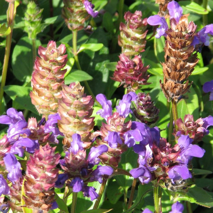 Graines de Prunella Grandiflora Freelander Blue - Brunelle à grandes fleurs (Floraison)