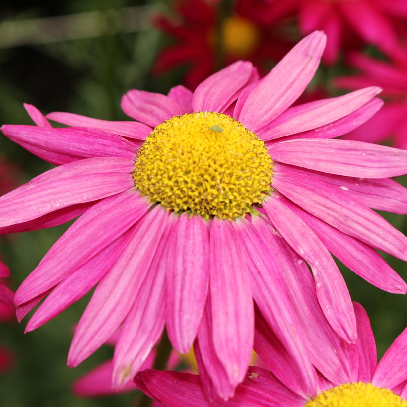 Graines de Pyrèthre Robinson's Giants en mélange - Chrysanthemum coccineum (Floraison)
