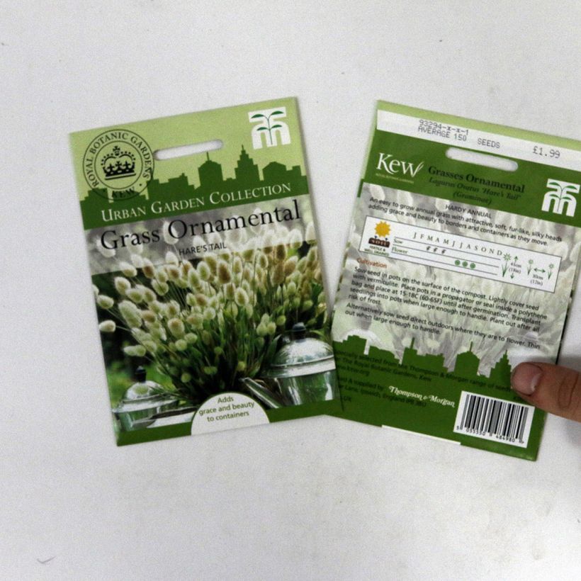 Exemple de spécimen de Graines de Queue-de-lièvre Bunny Tails - Lagurus ovatus Graines tel que livré