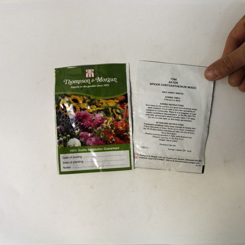 Exemple de spécimen de Graines de Reine-marguerite Spider Chrysanthemum le sachet de 200 graines tel que livré