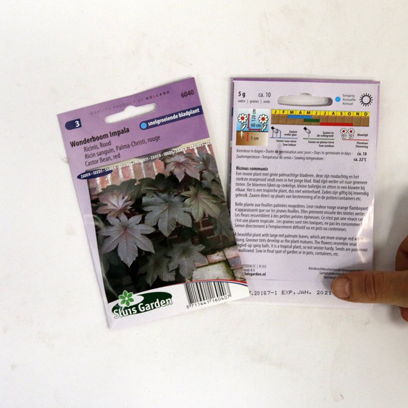 Exemple de spécimen de Graines de Ricin sanguin Palma-Christi - Ricinus communis le sachet de 10 graines tel que livré