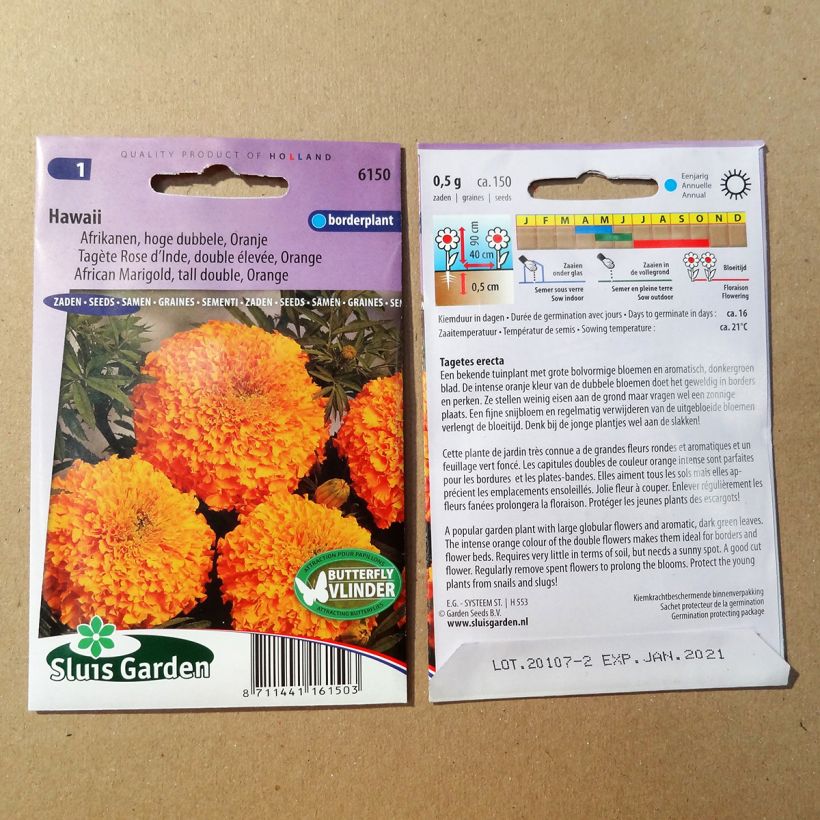 Spécimen de Graines de Rose d’Inde Hawaï - Tagetes erecta tel que livré en printemps