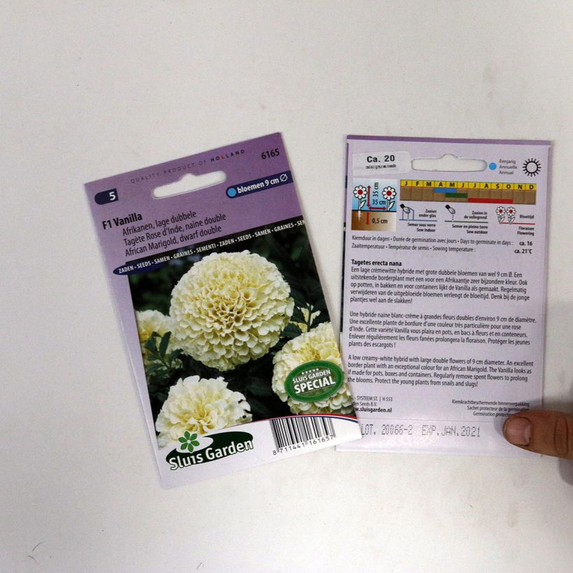 Exemple de spécimen de Graines de Rose d’Inde naine Vanilla - Tagetes erecta le sachet de 15 graines tel que livré