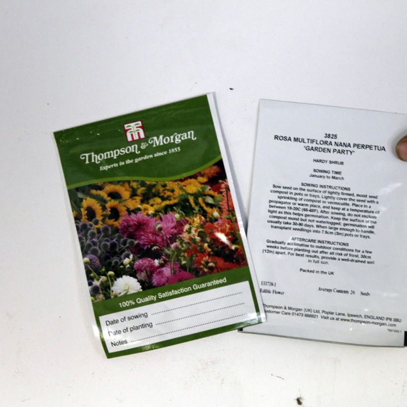 Exemple de spécimen de Graines de Rose multiflora nana Perpetua Garden Party Graines tel que livré