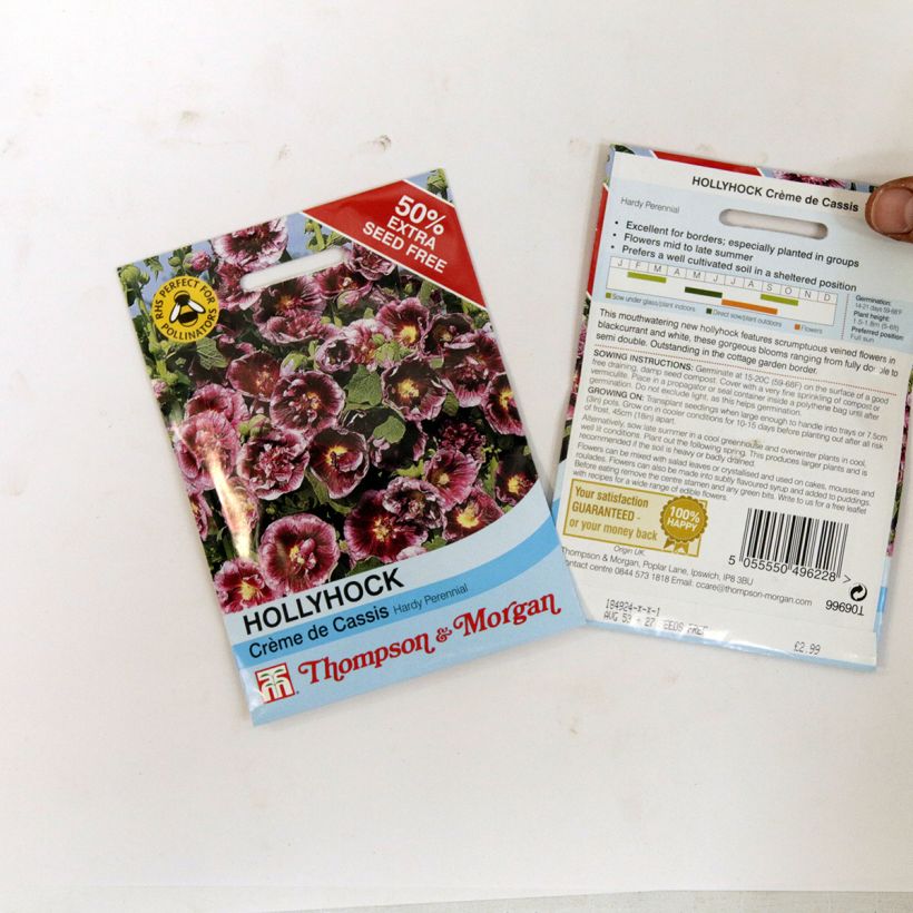 Exemple de spécimen de Graines de Rose trémière Crème de cassis - Alcea rosea Graines tel que livré