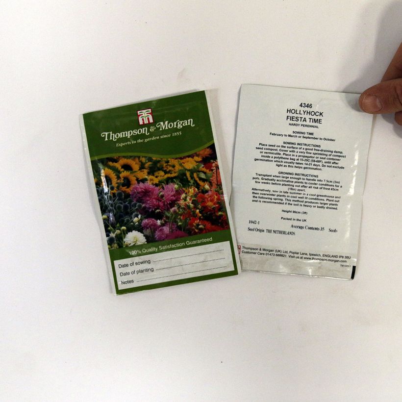 Exemple de spécimen de Graines de Rose trémière Fiesta Time - Alcea rosea le sachet de 35 graines tel que livré