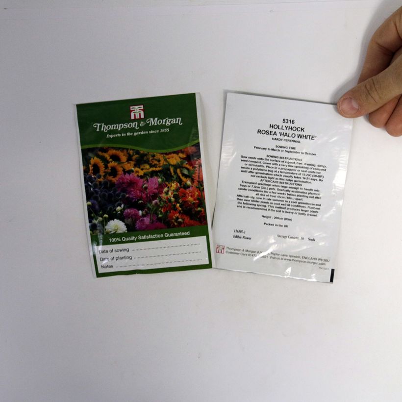 Exemple de spécimen de Graines de Rose trémière Halo White - Alcea rosea Graines tel que livré