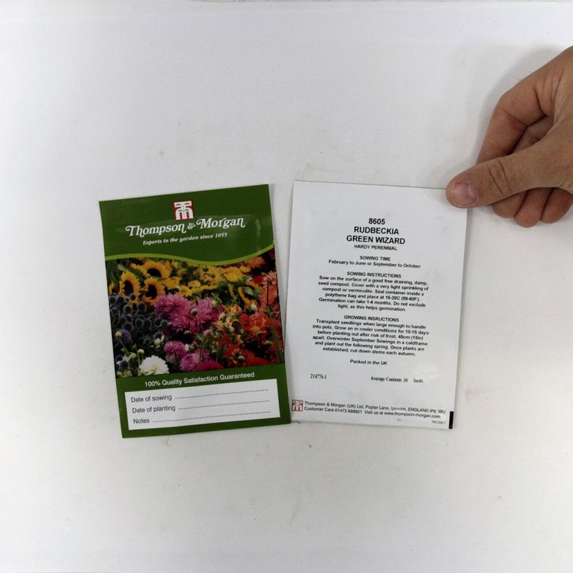 Exemple de spécimen de Graines de Rudbeckia Green Wizard - Rudbeckia occidentalis Graines tel que livré
