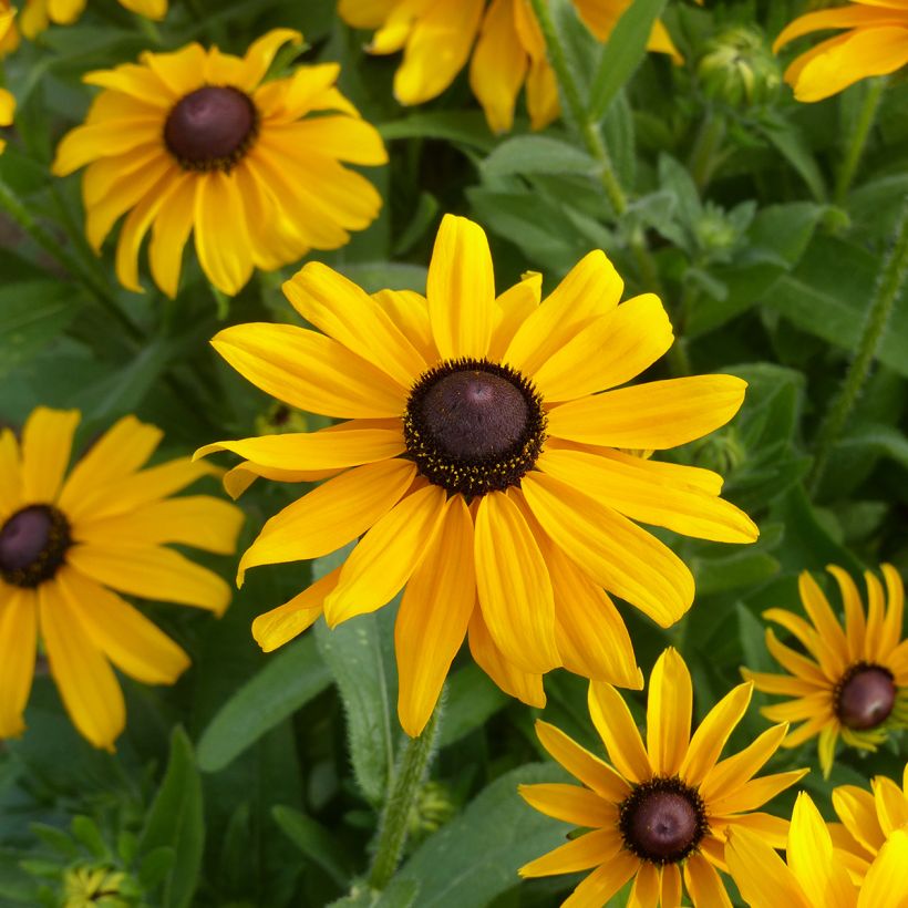 Graines de Rudbeckia Marmelade - Rudbeckia hirta  (Floraison)