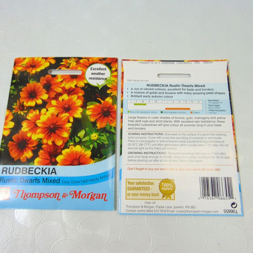Spécimen de Graines de Rudbeckia nain Rustic Dwarf Mixed - Rudbeckia hirta tel que livré en printemps