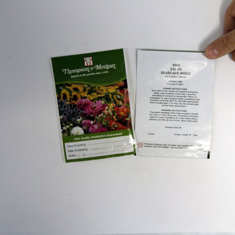 Exemple de spécimen de Graines de Salvia farinacea Seascape Mixed - Sauge farineuse en mélange tel que livré