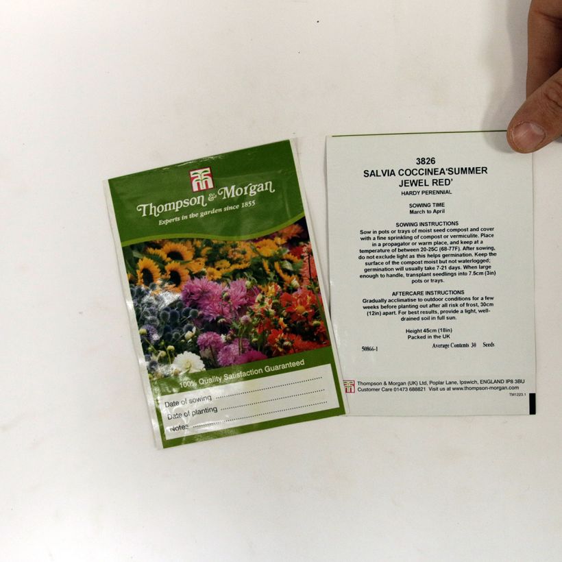Exemple de spécimen de Graines de Salvia coccinea Summer Jewel Red - Sauge du Texas rouge écarlate tel que livré