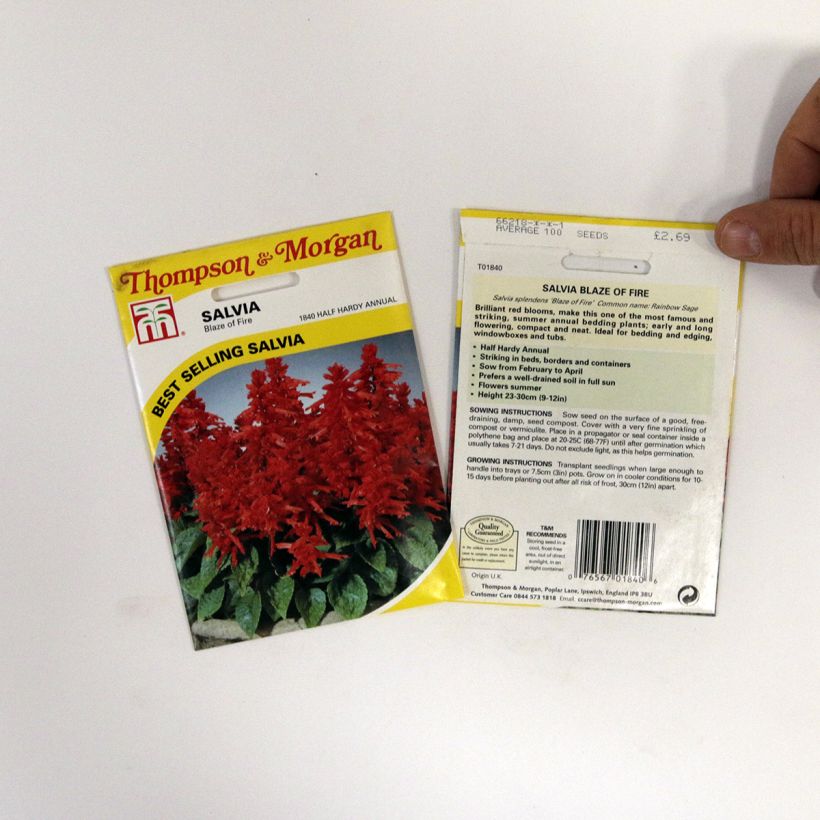 Exemple de spécimen de Graines de Salvia splendens Blaze Of Fire - Sauge éclatante Graines tel que livré