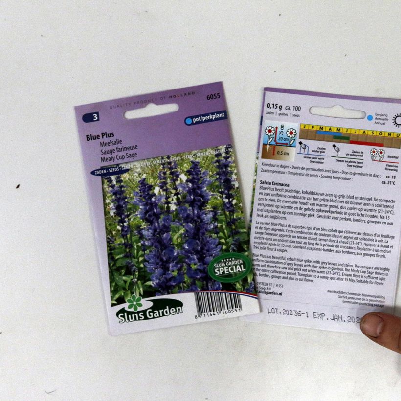 Spécimen de Graines de Salvia farinacea Blue Plus - Sauge farineuse tel que livré en printemps
