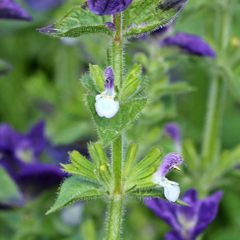 Graines de Sauge horminum Blue Monday - Sauge verte (Floraison)