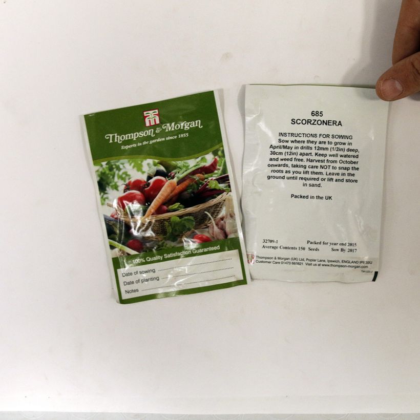 Exemple de spécimen de Graines de Scorzonera hispanica - Salsifis noir le sachet de 150 graines tel que livré