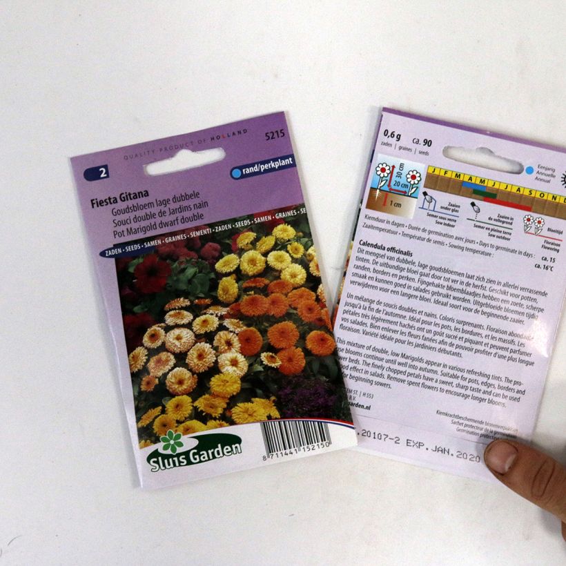 Exemple de spécimen de Graines de Calendula officinalis nain Fiesta Gitana - Souci des Jardins tel que livré