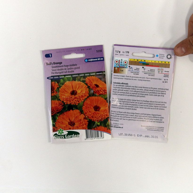 Exemple de spécimen de Graines de Calendula officinalis Ball’s Orange - Souci des Jardins tel que livré