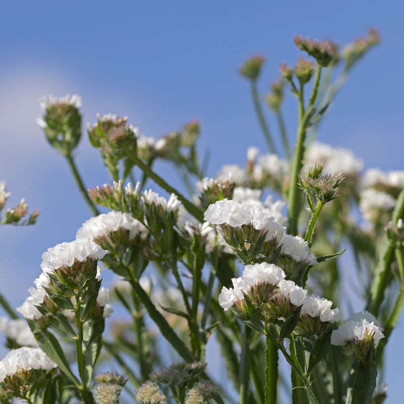 Graines de Statice Forever Silver - Limonium sinuatum (Floraison)