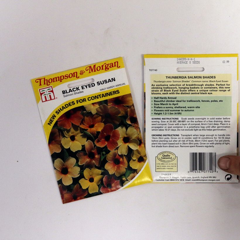 Exemple de spécimen de Graines de Suzanne aux yeux noirs Salmon Shades - Thunbergia alata Graines tel que livré
