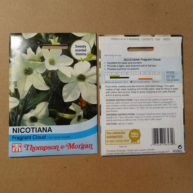 Exemple de spécimen de Graines de Tabac Fragrant Cloud - Nicotiana x sanderae tel que livré