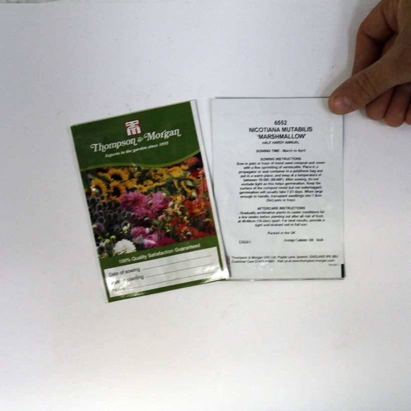Exemple de spécimen de Graines de Tabac Marshmallow - Nicotiana mutabilis tel que livré