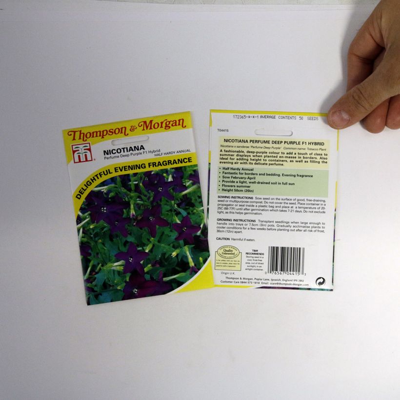 Exemple de spécimen de Graines de Tabac Perfume Deep Purple F1 Hybrid - Nicotiana (x) hybrida Graines tel que livré